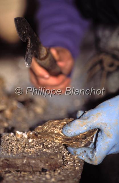 huitre oleron 13.JPG - Démanchoire pour le détroquage des huîtresMarennes Oléron, France